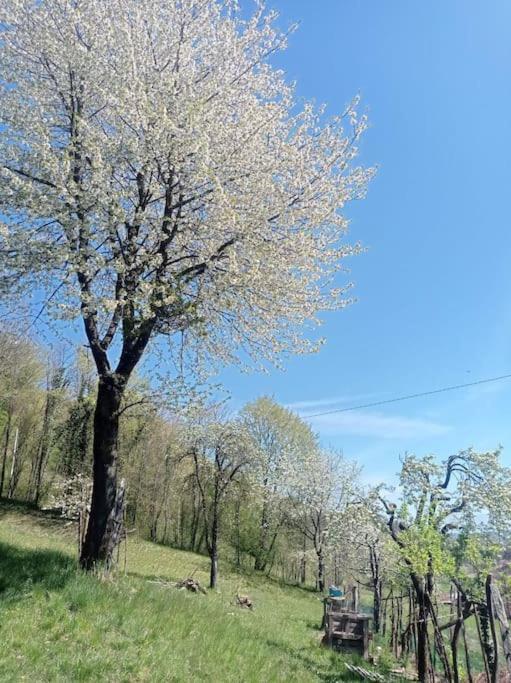 Casa Nella Natura Il Risveglio Degli Elfi Pedavena Exterior foto